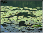 foto Lago di Levico